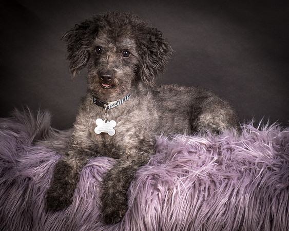Foster Mokey-1349