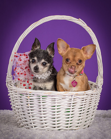 Rhumba and Hula-5499