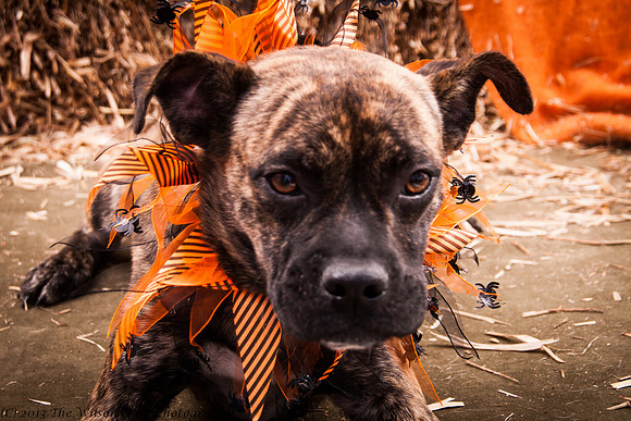 Foster Fred-7495