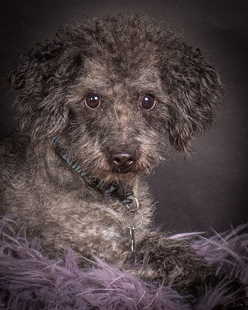 Foster Mokey-1392