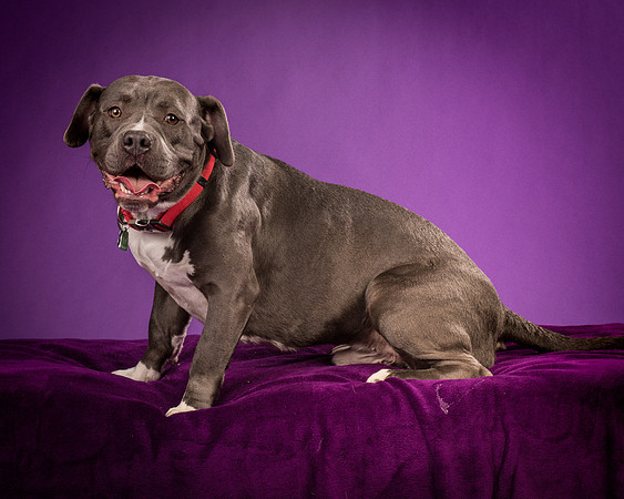Daisy and Renegade-2572