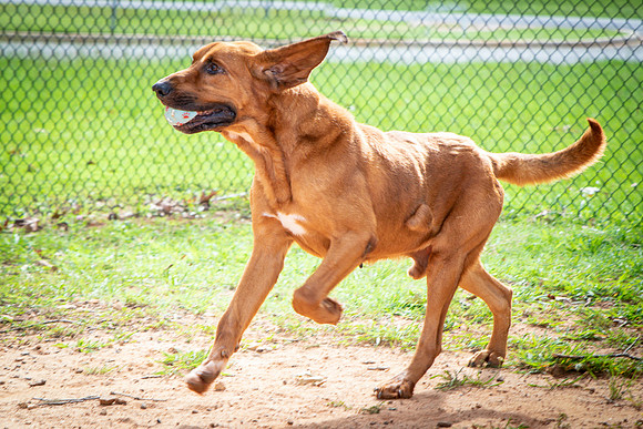 Roscoe-0599
