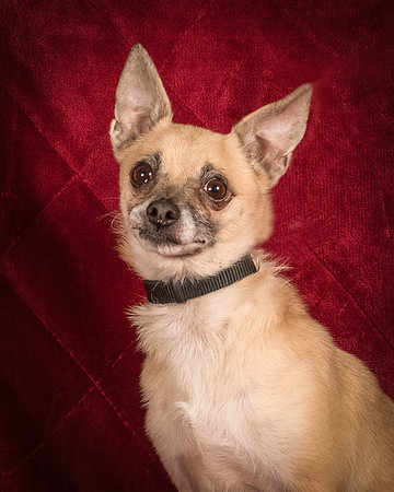 Foster Kiwi-8327
