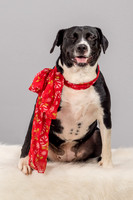 Foster Geisha-4134