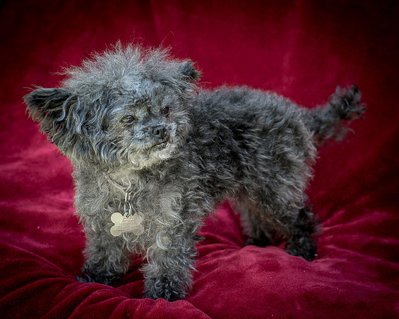 Foster Vivienne-9255