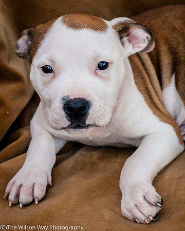 Foster Arlo-9330