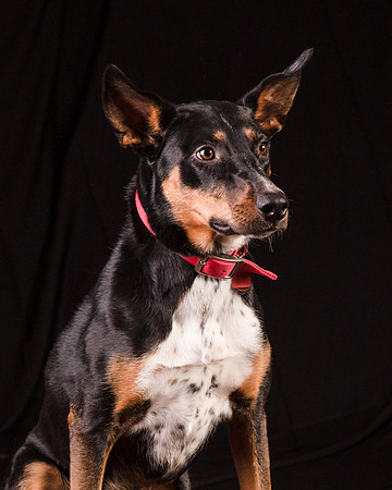 Foster Mia-1239