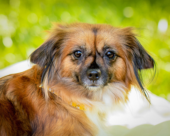 Foster Petunia-9240