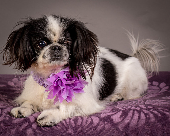 Foster Gypsy Rose-8036