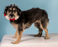 Foster Triscuit-5494
