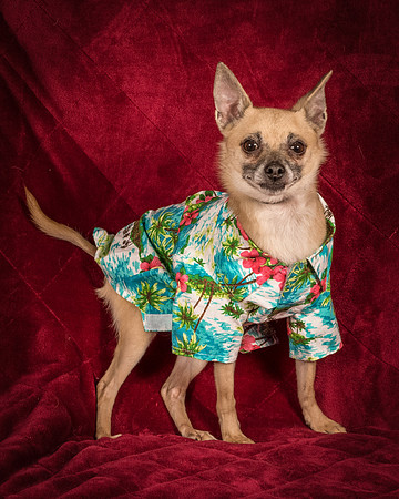 Foster Kiwi-8467