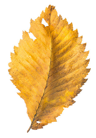 Leaf_7