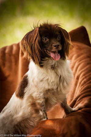 Foster Cerise-2271