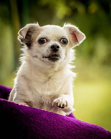 Foster Petey-0148