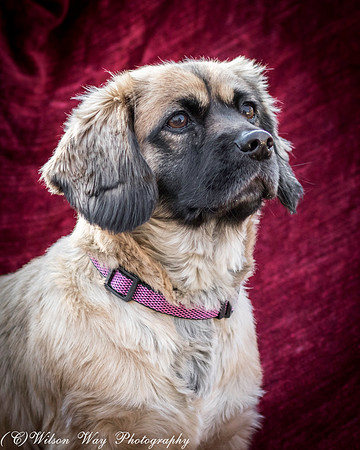 Foster Trudy-42