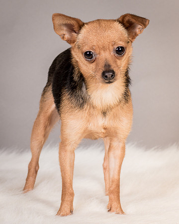 Foster Pixie-3461