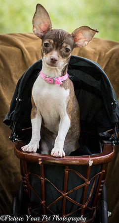 Foster Joanie-3764