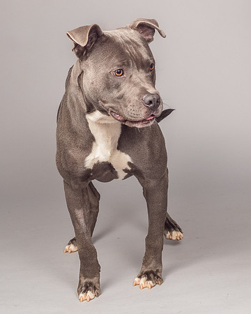 Foster Cobalt-2339