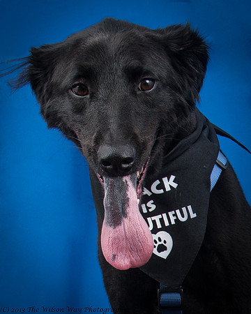 Denver and Huck-9374