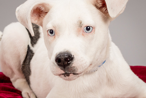 Foster Alvin-4751