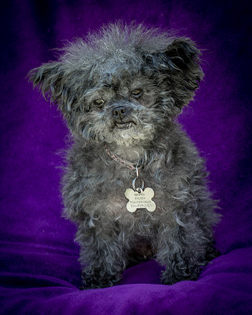 Foster Vivienne-9292