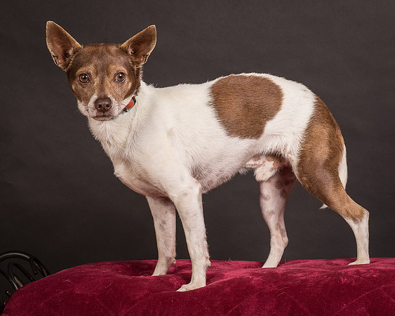 Foster Gus-0400