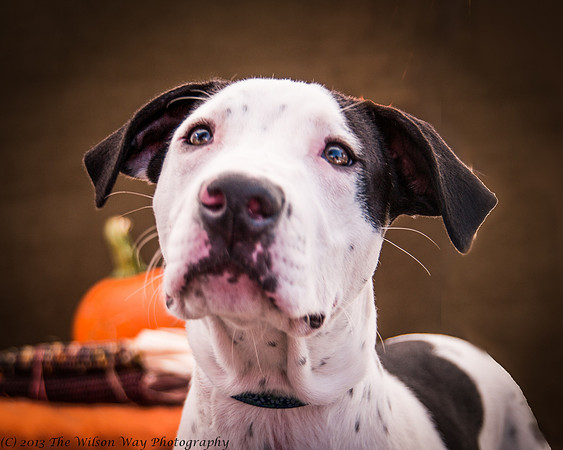 Foster Snoopy-6804