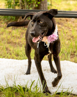 Darlington - Daisy-8681