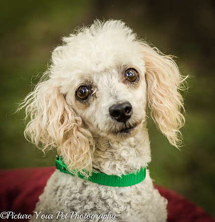 Foster Betty White-3074