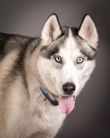 Foster Aspen-7615