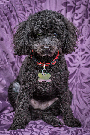 Foster Mindy-7541