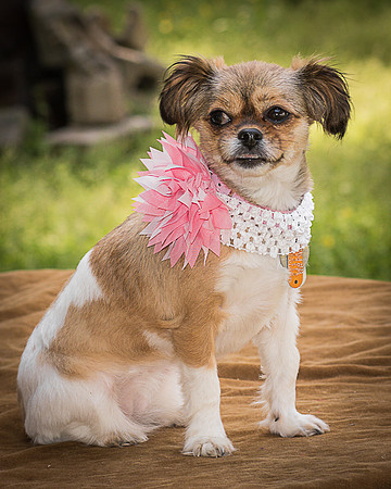 Foster Missy-0540