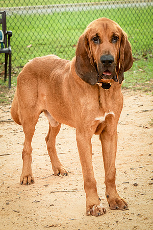 Roscoe-0470