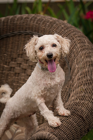 Foster Emmy Lou-3241