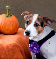 Foster Dog-Violet-6511