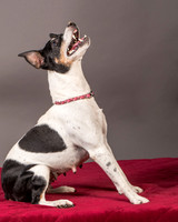 Foster Pollyanna-3832
