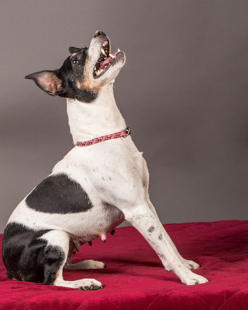 Foster Pollyanna-3832