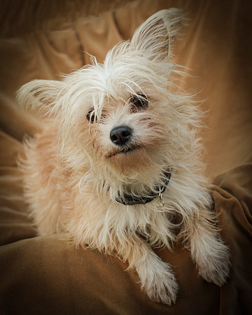 Foster Luna-7861