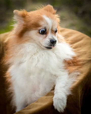 Foster Kermit-8944