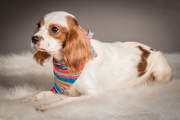Foster josephina-4065