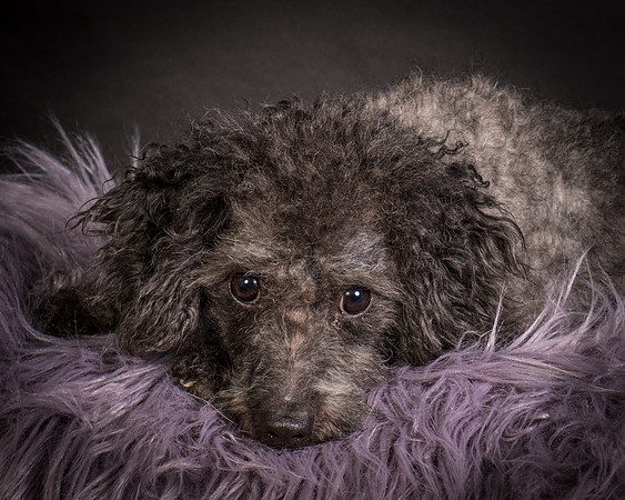 Foster Mokey-1365