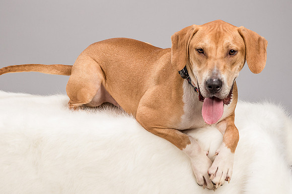 Foster Troy-6302