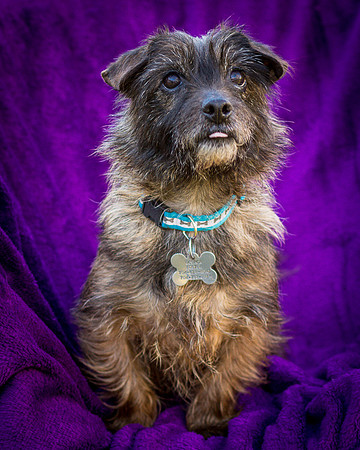 Foster Inky-4141