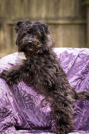 Foster Sammy-8271
