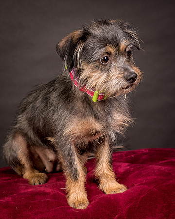 Foster Nadine-9632