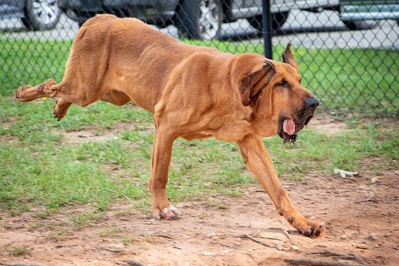 Roscoe-0660