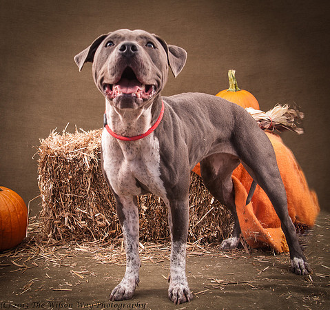 Foster Lexi-7014