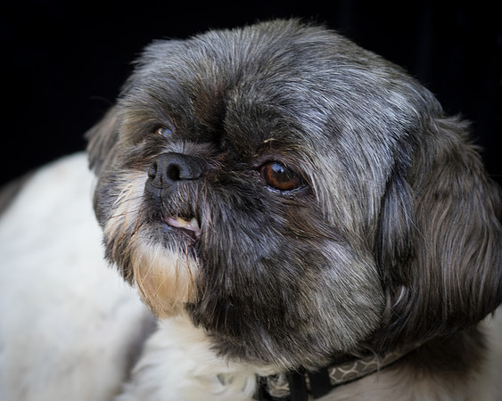 Foster Misha-8473