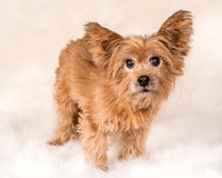 Foster Nessa-5645