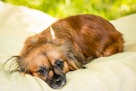 Foster Petunia-9228